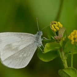 Fotografía Leptidea sinapis