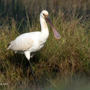 Platalea leucorodia