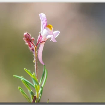 Linaria saturejoides