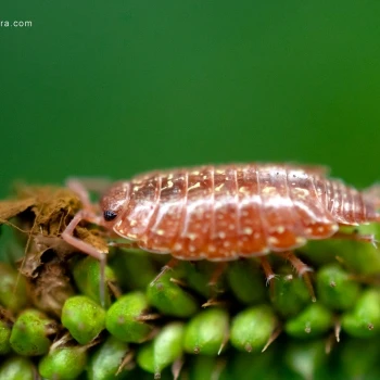 Philoscia affinis (2 de 3)