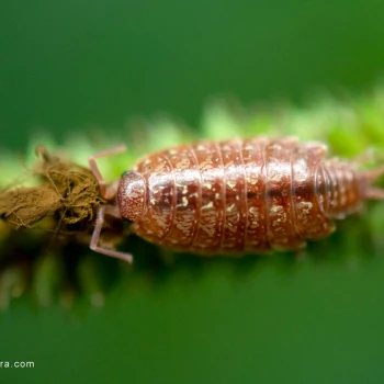 Philoscia affinis