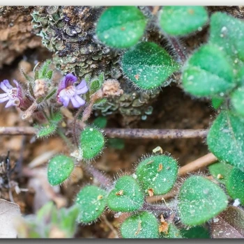 Chaenorhinum serpentinum