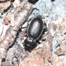 Nebria asturiensis