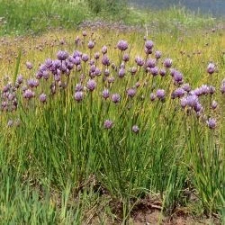 Allium schoenoprasum