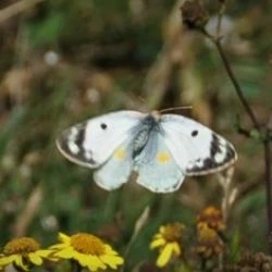 Fotografía Colias alfacariensis