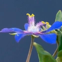 Lysimachia foemina