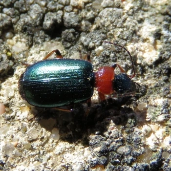 Lebia cyanocephala