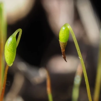 Bryum capillare (2 de 6)