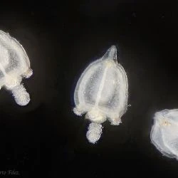 Los Cnidarios y ctenóforos