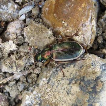 Chlaenius spoliatus