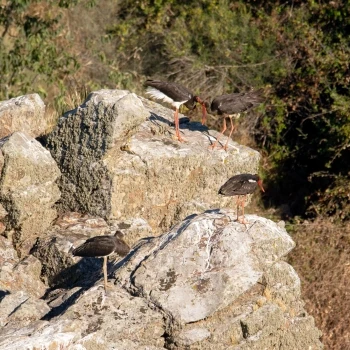 Cigüeña negra (Ciconia nigra) (5 de 6)