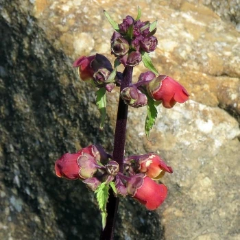 Scrophularia sambucifolia