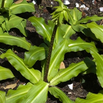 Eucomis bicolor