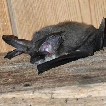 Murciélago orejudo gris (Plecotus austriacus) (1 de 4)