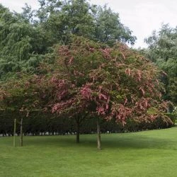 Crataegus laevigata