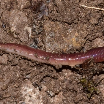 Lumbricus friendi