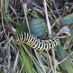 Papilio machaon