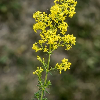 Inflorescencia