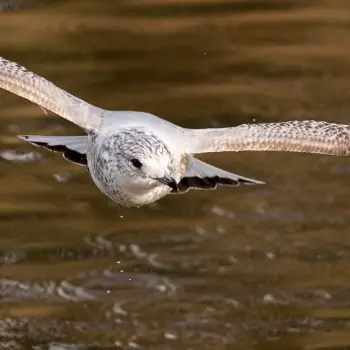 Gaviota cana (Larus canus) (3 de 4)