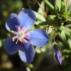 Lysimachia monelli