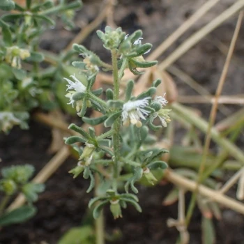 Fotografía Reseda phyteuma (2 de 3)