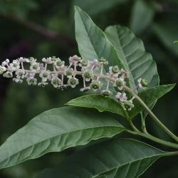 Flor, corola