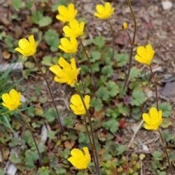 Ranunculus nigrescens