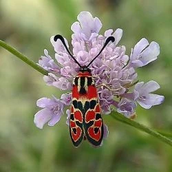 Zygaena fausta