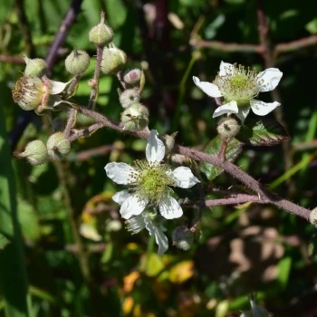 Rubus henriquesii