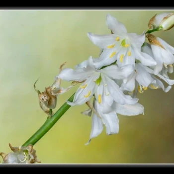 Ornithogalum reverchonii