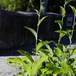 Inula helenium