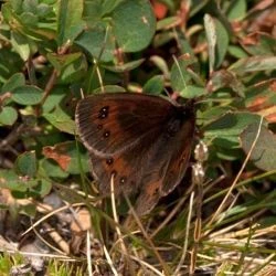 Erebia gorgone