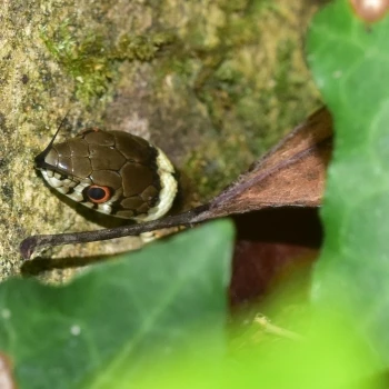 Natrix astreptophora (3 de 3)