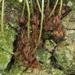 Fotografía Polypodium cambricum (1 de 3)