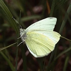 Pieris ergane