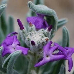 Matthiola sinuata