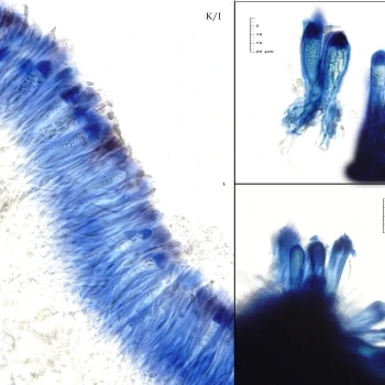 Thalloidima sedifolium (Scop.) Kistenich, Timdal, Bendiksby & S.Ekman (6 de 6)