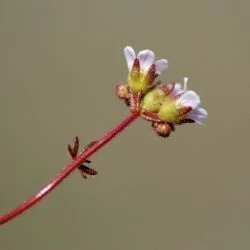 Saxifraga dichotoma