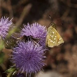 Hesperia comma