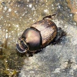 Onthophagus vacca