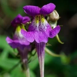 Linaria triornithophora