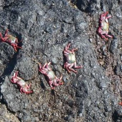 Grapsus adscensionis (3 de 3)