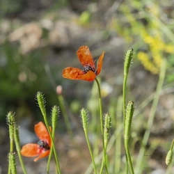 Flor, cáliz