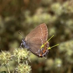 Satyrium ilicis